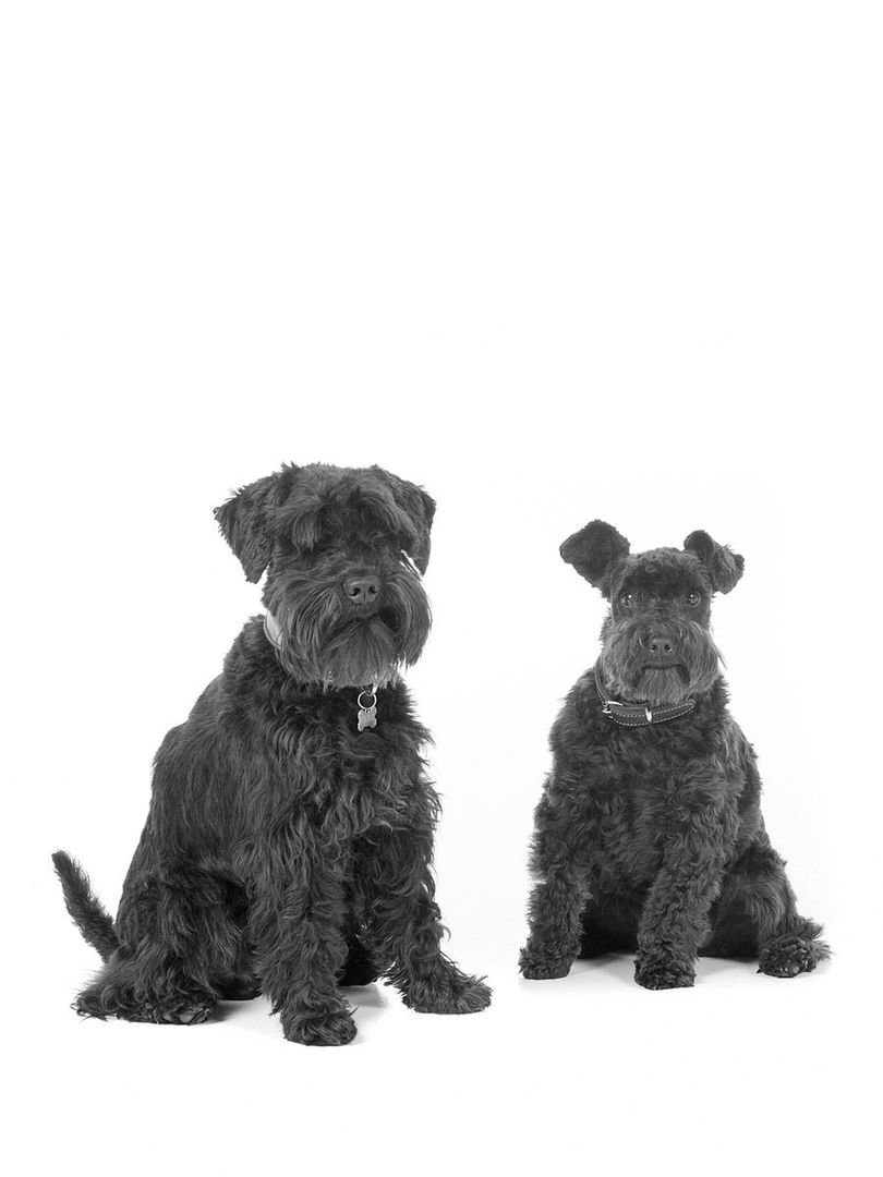 Geluksbrengers 'Pablo' & 'Renée'